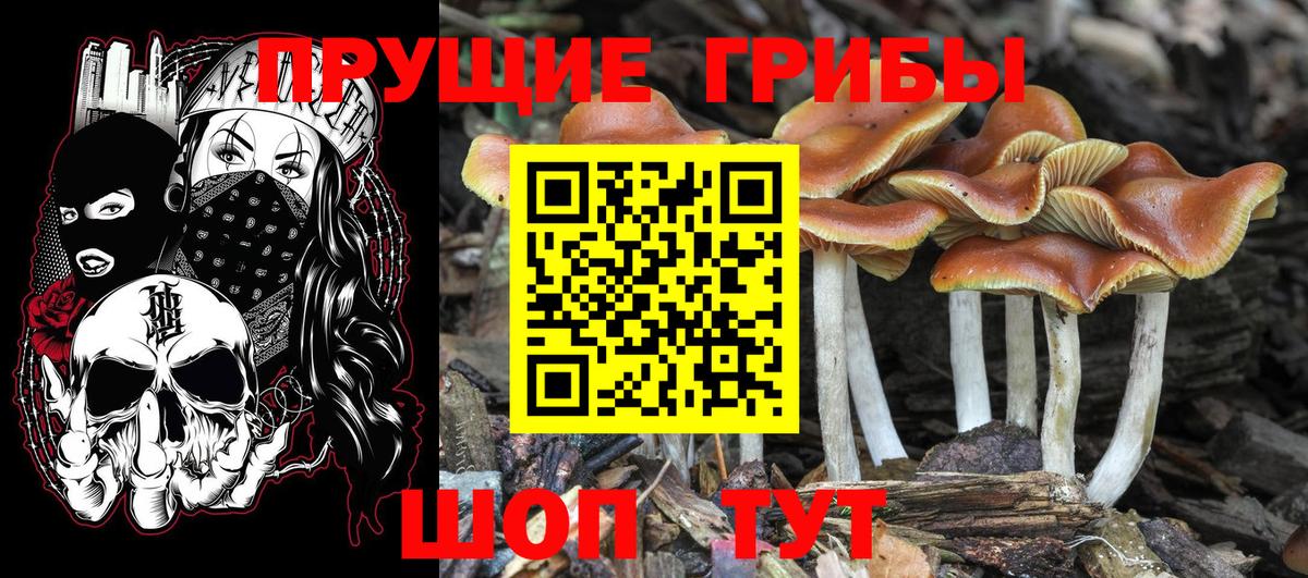 Галлюциногенные грибы Psilocybine cubensis Видное